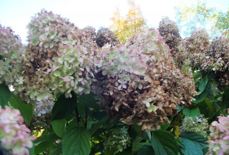 Hydrangea! LISA KRISTOFF/Boothbay Register Coastal Maine Botanical Gardens