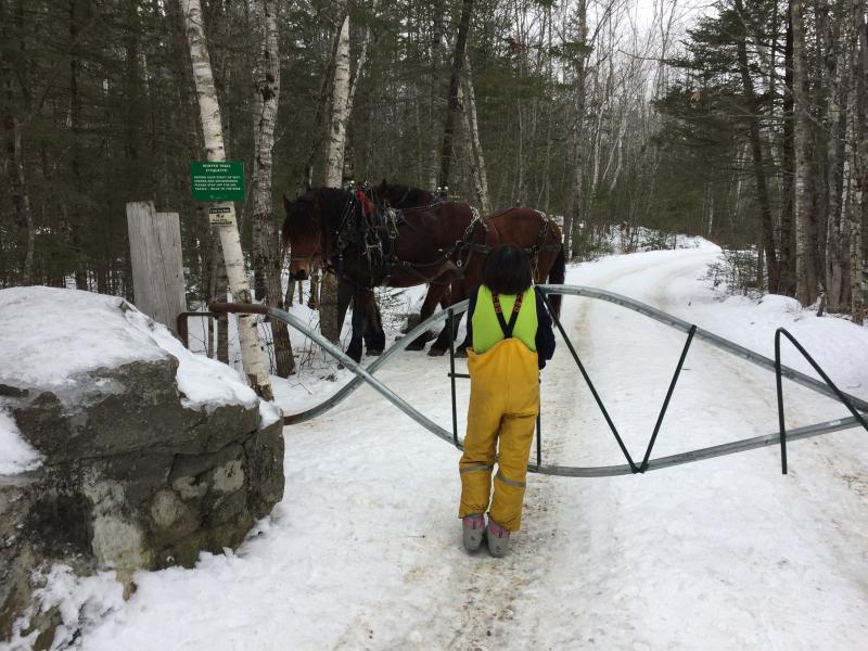 A student observes the behavior of draft horses from Goranson Farm, who stayed at Hidden Valley for over a week for winter logging work. Courtesy of Juniper Hill School