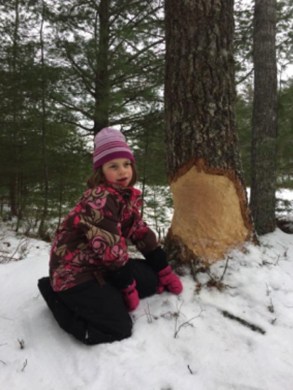Seeing what it’s like to do a beaver’s work at Kidney Pond. This oak tree was gnawed by beavers recently. Courtesy of Juniper Hill School