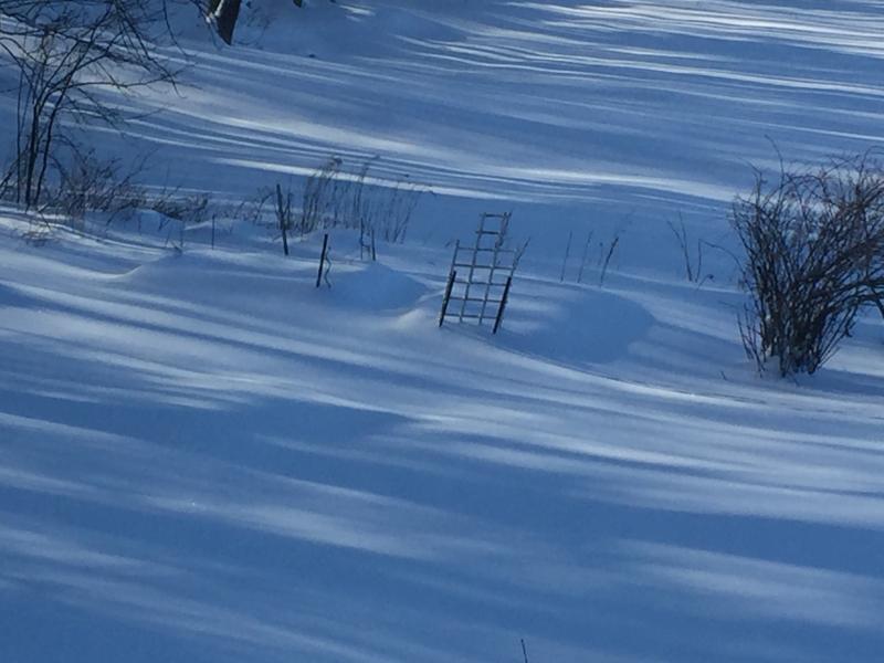 Debbie Locke photo