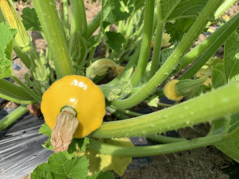 Alna’s community garden has helped feed qualifying residents this summer. SUSAN JOHNS/Wiscasset Newspaper