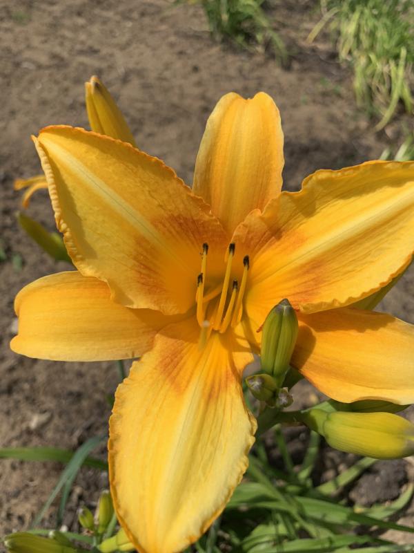 This “Alna Pride” Barth daylily the late Joseph Barth developed in Alna was in bloom recently at Alna’s new town office. SUSAN JOHNS/Wiscasset Newspaper
