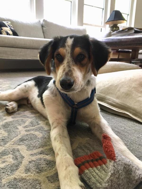 A recent photo of Wiscasset’s Iggy Pup. Courtesy of Kim Dolce