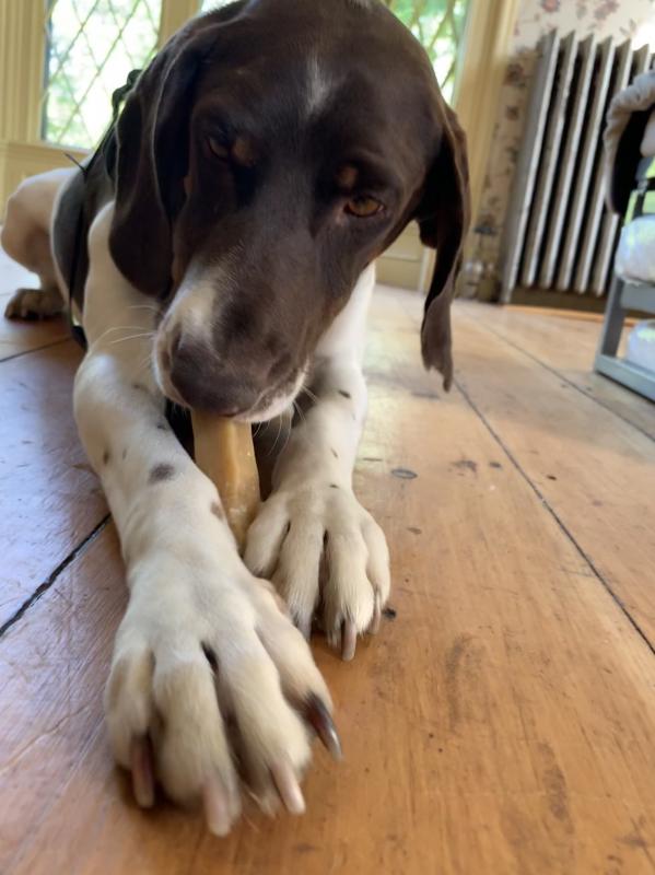 Philo, at home in Wiscasset Aug. 14. SUSAN JOHNS/Wiscasset Newspaper