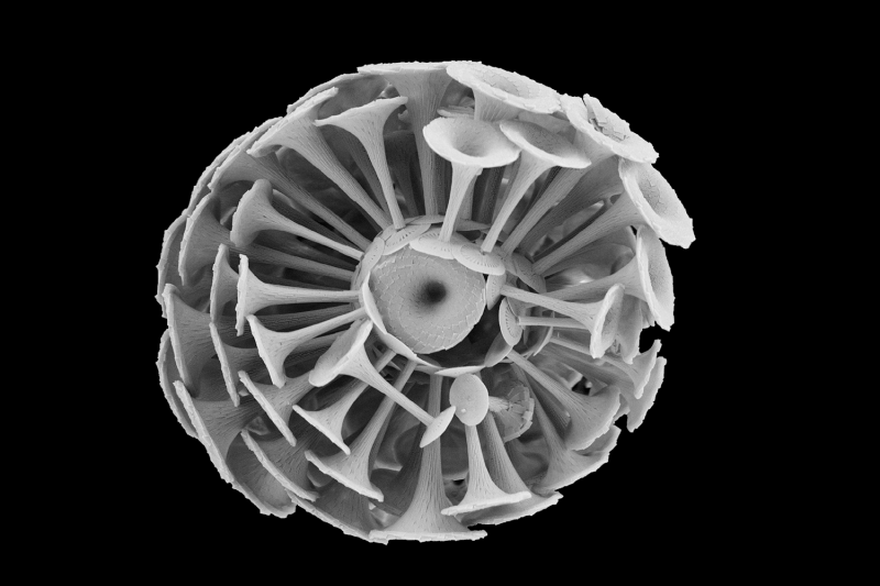 Tiny algae called coccolithophores, such as this Discosphaera tubifera, play a major role in the global carbon cycle. New research shows that coccolithophores are mysteriously scarce in one of the most fertile and productive regions of the Atlantic Ocean. Courtesy of William Balch and Colin Fisher/Bigelow Laboratory for Ocean Sciences