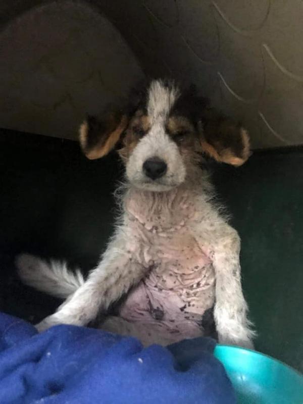 Then newly rescued Donut, still in Greece. He’s now Kim
Dolce’s and Jim Kochan’s Iggy Pup, a Wiscasset dog. Courtesy of ASCA Patras