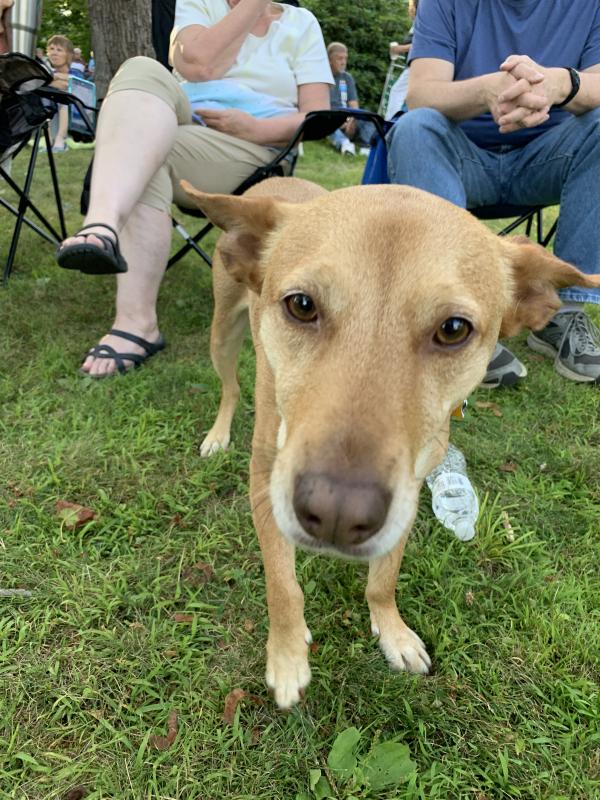 Merle says hello with his eyes. SUSAN JOHNS/Wiscasset Newspaper