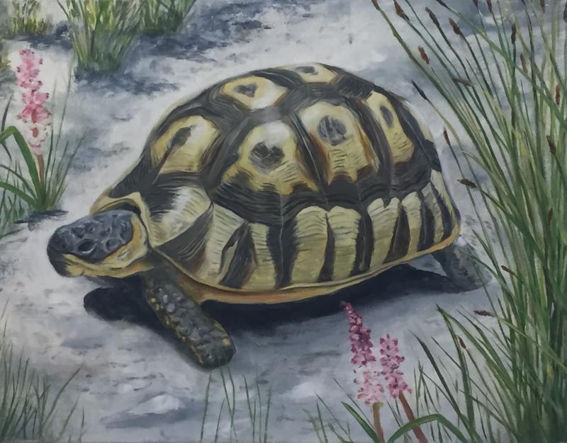 “Tortoise,” a Lynne Seitzer illustration for “come walk in the Fynbos with me,” written by Susan Schadler. Courtesy of Lynne Seitzer Lynne Seitzer