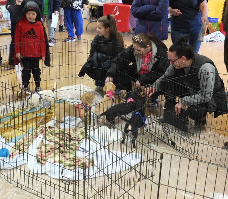 Midcoast Humane found homes for 10 out of 13 homeless dogs during a pet adoption in Boothbay Harbor. BILL PEARSON/Boothbay Register