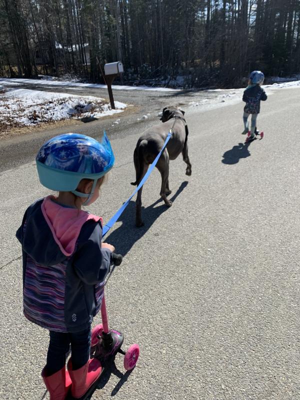 Maverick the great Dane pulls Kamryn Petrie, 4, in Wiscasset. Courtesy of Julie Petrie