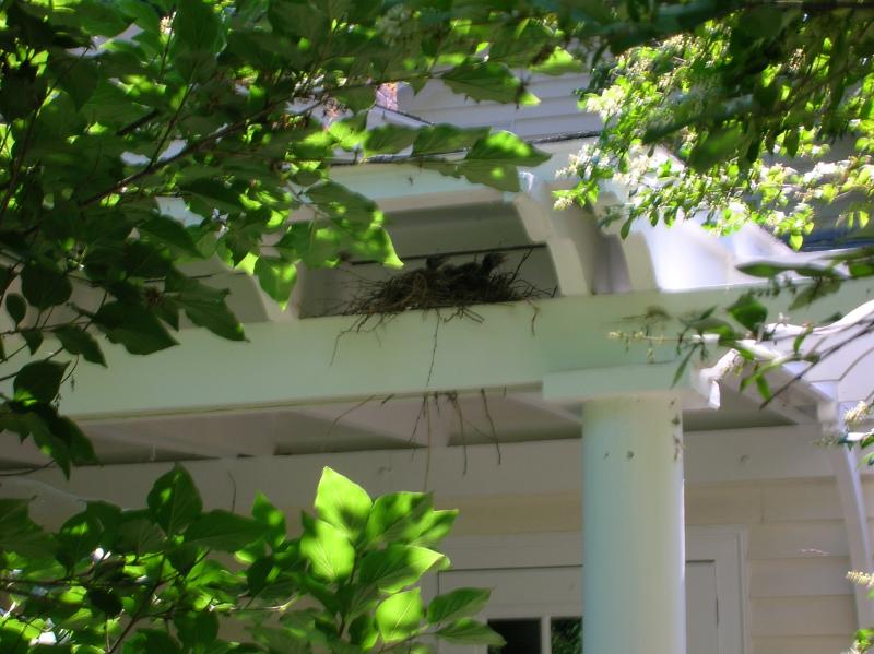 One of the oddest nest placements we have seen, at least in relation to a human habitation, was a pair of blue jays that placed their stick nest under the roof of a porch in Hallowell. Courtesy of Jeff Wells #bird-column, #boothbayregister