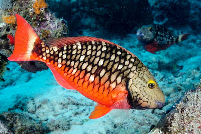 An herbivorous fish grazes on a Caribbean coral reef. A new study led by researchers from Bigelow Laboratory for Ocean Sciences reports that several important grazing fish each harbor a distinct microbial community within their guts, revealing a new perspective on reef ecology. José Alejandro Alvarez photo