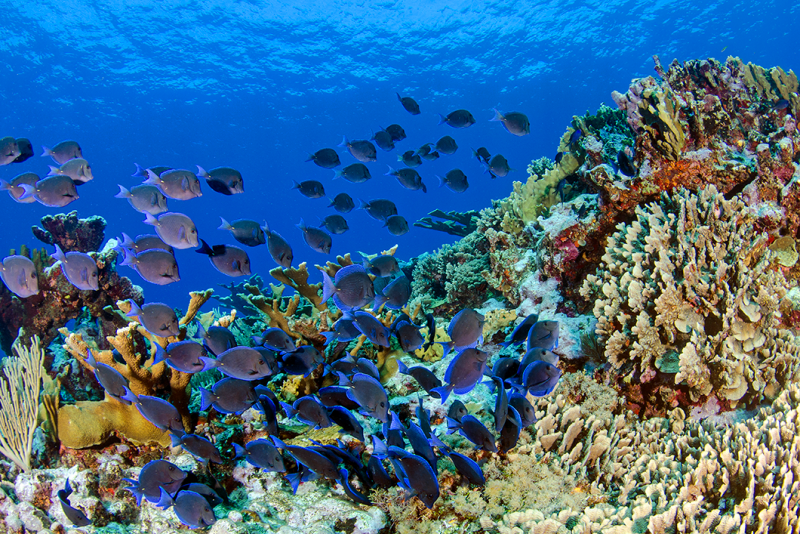 Fish swim over a Caribbean coral reef. A new study led by researchers from Bigelow Laboratory for Ocean Sciences reports that several important grazing fish each harbor a distinct microbial community within their guts, revealing a new perspective on reef ecology. José Alejandro Alvarez photo