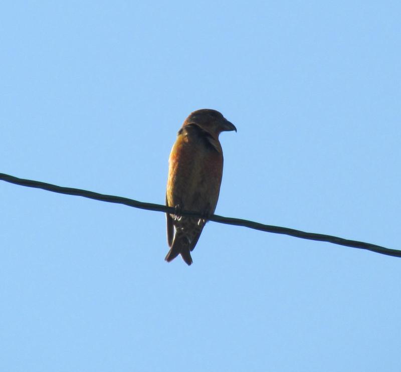 A red crossbill the authors came across last August near The Forks, Maine. Courtesy of Jeff Wells #bird-column, #JeffandAllisonWells, #BoothbayRegister, #Wiscasset Newspaper, #birds, #maine, #crossbills