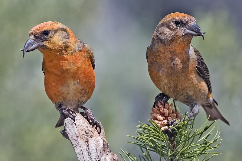 The amazing crossed bill tips of the red crossbill are perfectly suited for removing seeds from the cones of pines, hemlocks, spruces, and firs.(Credit: Elaine R. Wilson, www.naturespicsonline.com / CC BY-SA (https://creativecommons.org/licenses/by-sa/3.0) #bird-column, #JeffandAllisonWells, #BoothbayRegister, #Wiscasset Newspaper, #birds, #maine, #crossbills