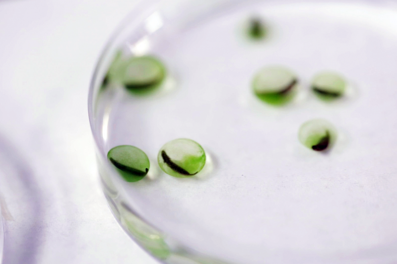 Salamander eggs in a laboratory experiment are visibly colored green by a symbiotic alga. New research reports that the eggs compete with the algae to assimilate carbon from their surroundings – a finding that could inform similar processes in the dark ocean. Courtesy of Erin Chapman/American Museum of Natural History