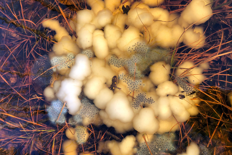 A spotted salamander is surrounded by eggs that contain a symbiotic alga during a spring egg-laying event. New research reports that the eggs compete with the algae to assimilate carbon from their surroundings – a finding that could inform similar processes in the dark ocean. Ryan Kerney/Gettysburg College photo