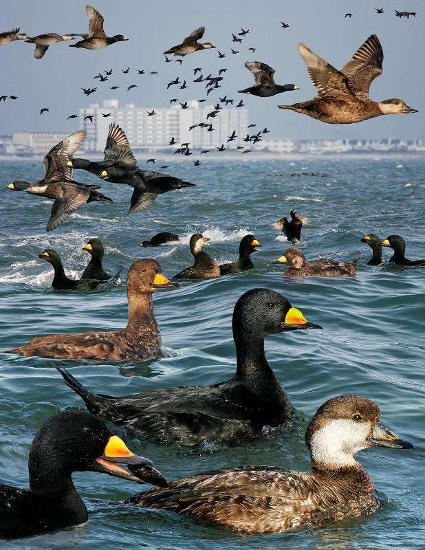 Maine Canadian Bird Connections The Bounty Of The Seal River Watershed Wiscasset Newspaper
