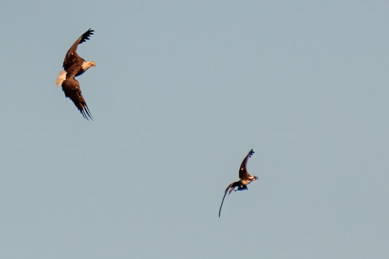 An eagle and an osprey battle over a fish. Colleen McGarry photo