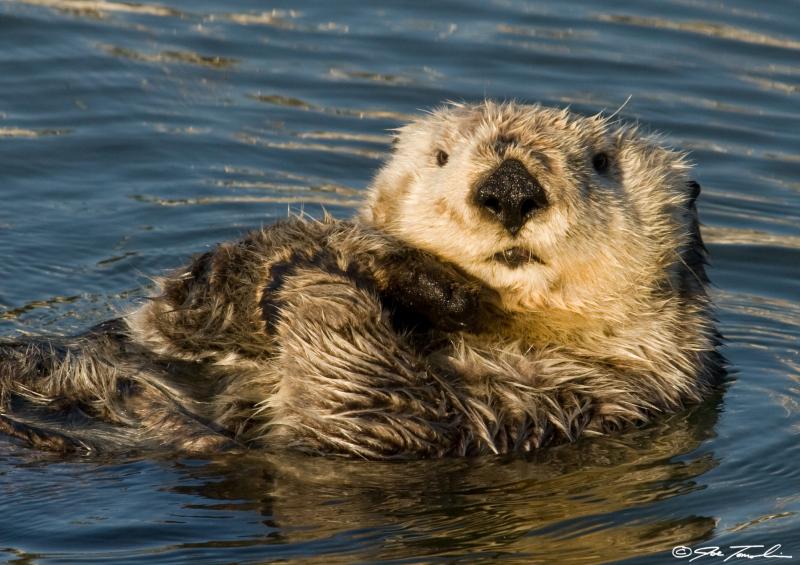 Loss of sea otters accelerating the effects of climate change - Wiscasset Newspaper