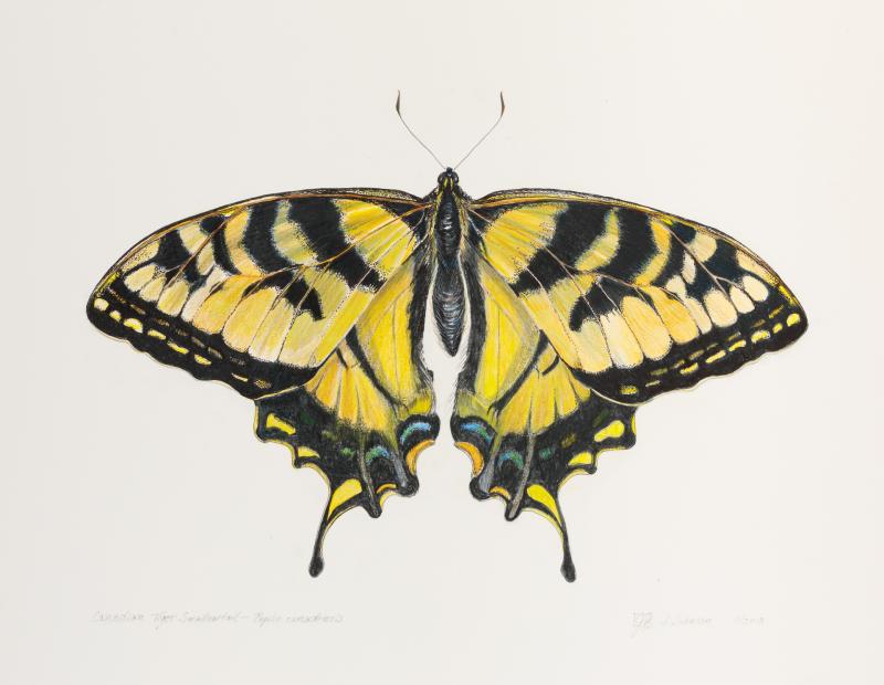 Jacqueline Johnson’s “Swallowtail” of mixed media and watercolor in the solo show merging art and science at River Arts. Courtesy of the venue Jacqueline Johnson