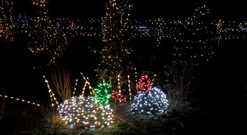Holiday lit foliage and forest. STEVE EDWARDS/Boothbay Register