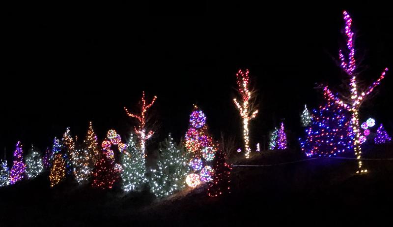 Field of holiday trees. STEVE EDWARDS/Boothbay Register