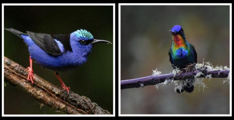 Photo of Mid-Coast Audubon presenta « Observación de aves en Costa Rica »