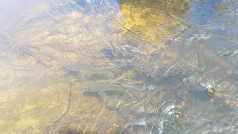 Nequasset Lake has had a sustainable alewife harvest for generations. The volunteer fish count helps to support this important harvest. Courtesy of Kathy Gravino