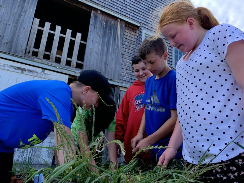 From left, Aiden Roberts Haven, Lamarnio Small, Paul Lambert and Delaney Withers look over a wheelbarrow full of weeds the group pulled at Morris Farm June 28. SUSAN JOHNS/Wiscasset Newspaper