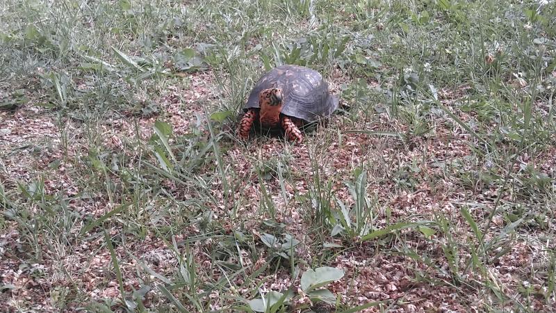 An Eastern Box Turtle. Courtesy of Jessica Anderson