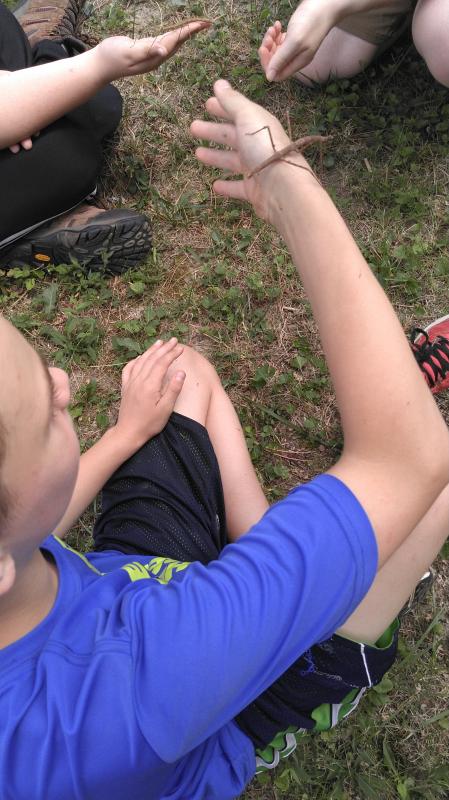 Later Monday, students interact with walking sticks during a Chewonki natural history presentation on animal adaptation. Courtesy of Jessica Anderson