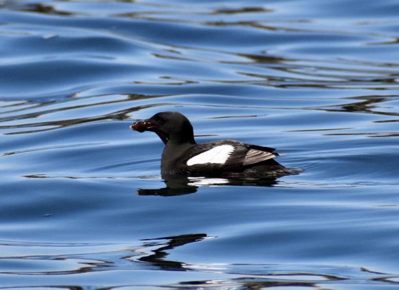 Black Guillemot with a fish. Stephanie Morrison photo
