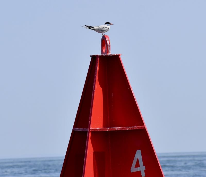 A tern on a channel marker. Stephanie Morrison photo