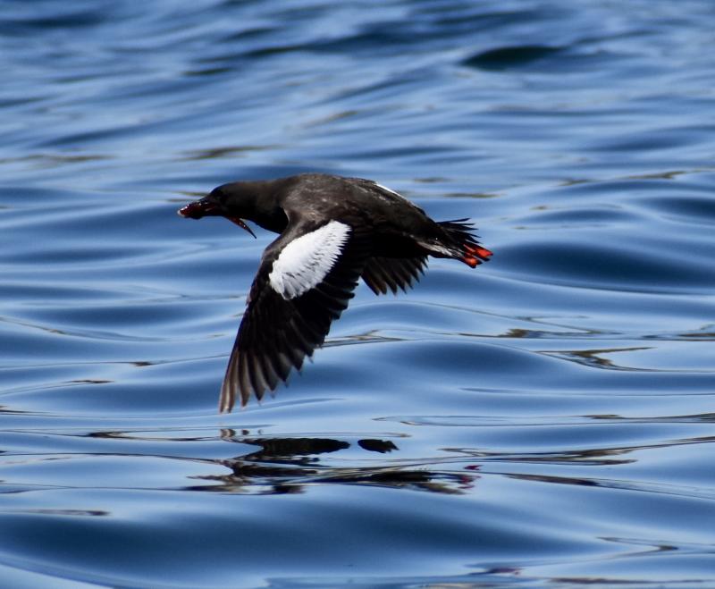 Black Guillemot in flight. Stephanie Morrison photo