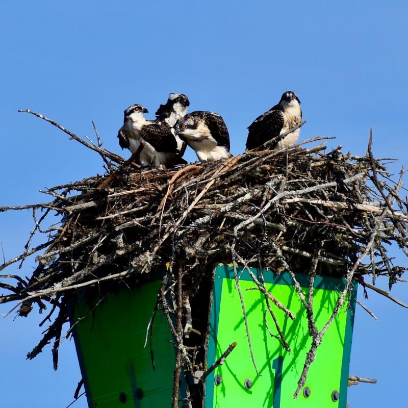 A full house of osprey. Stephanie Morrison photo