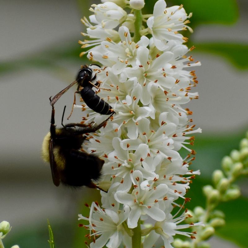 Bees fighting on a flower in Southport. Stephanie Morrison photo