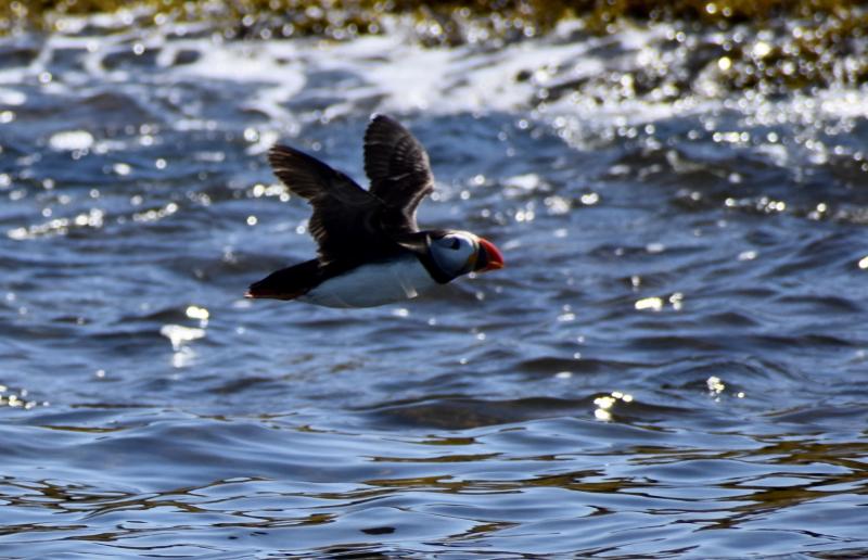 A puffin in flight. Stephanie Morrison photo