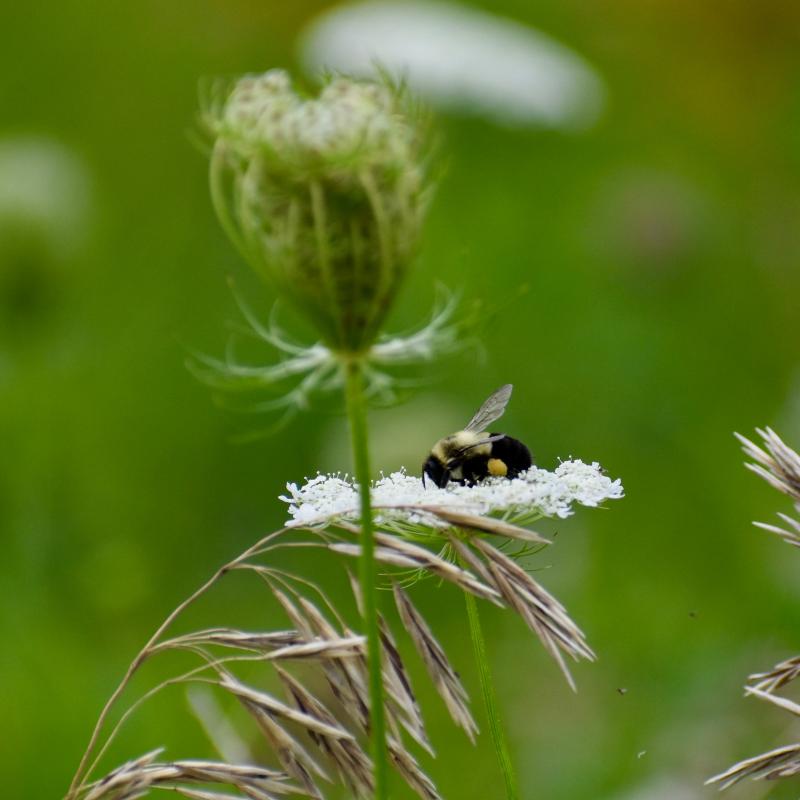 A bee sleeping on a cloud at Salt Bay Farm. Stephanie Morrison photo