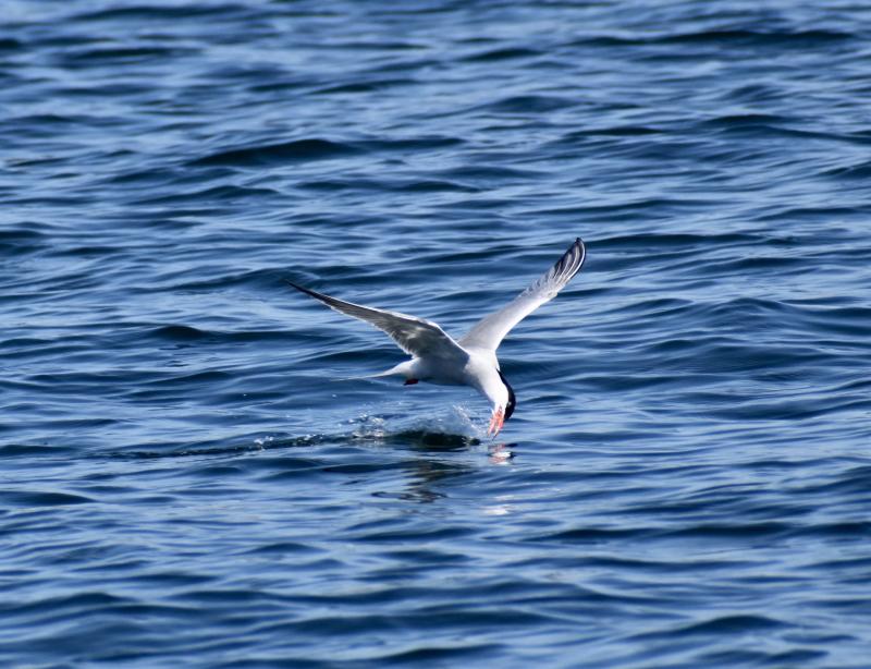 A common tern fishing. Stephanie Morrison photo