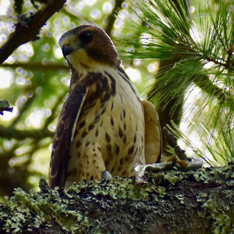 A baby red tailed hawk with its breakfast in Southport. Stephanie Morrison photo