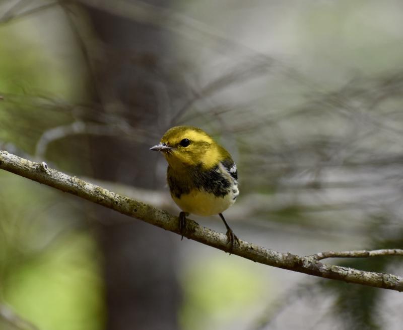 A black-throated green warbler at Oven’s Mouth, Boothbay. Stephanie Morrison photo