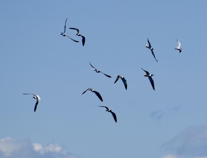 Laughing gulls chasing one gull with a fish, far right. Stephanie Morrison photo