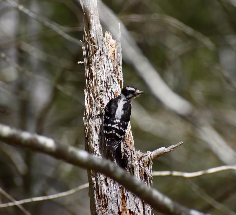 A downey woodpecker at Oven’s Mouth, Boothbay. Stephanie Morrison photo