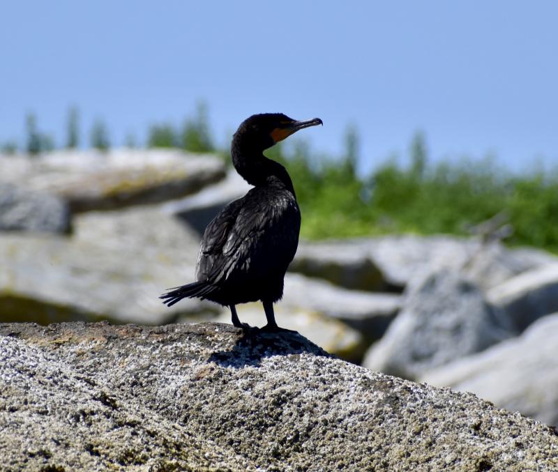 A cormorant. Stephanie Morrison photo