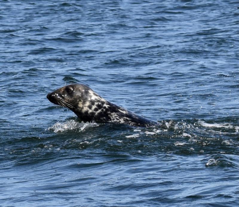 A seal chasing fish in Ebenecook Harbor, Southport. Stephanie Morrison photo