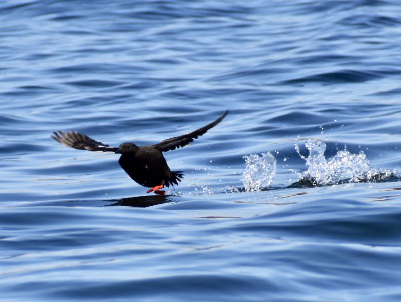 Black Guillemot running on water. Stephanie Morrison photo