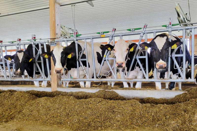 Cows at the Miner Institute in New York eat a mixed feed, balanced to meet their dietary needs. A new $10 million grant from the USDA, led by Nichole Price with Bigelow Laboratory and Colby College, will fund research into developing new algal-based supplements that could be added to feed to improve milk production and environmental sustainability. Photo by William H. Miner Agricultural Research Institute