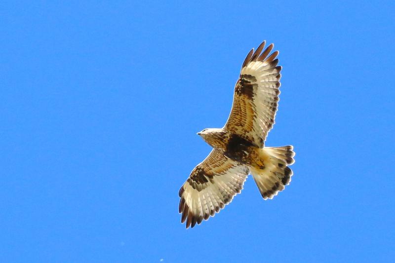 Rough-legged hawks are the northern-most of the hawks known as buteos. They are uncommon in Maine in winter. (Photo courtesy of dfaulder via wikimedia commons.) #bird-column, #boothbay-register, #Jeff-and-Allison-Wells, #birds, #maine, #rough-legged-hawk