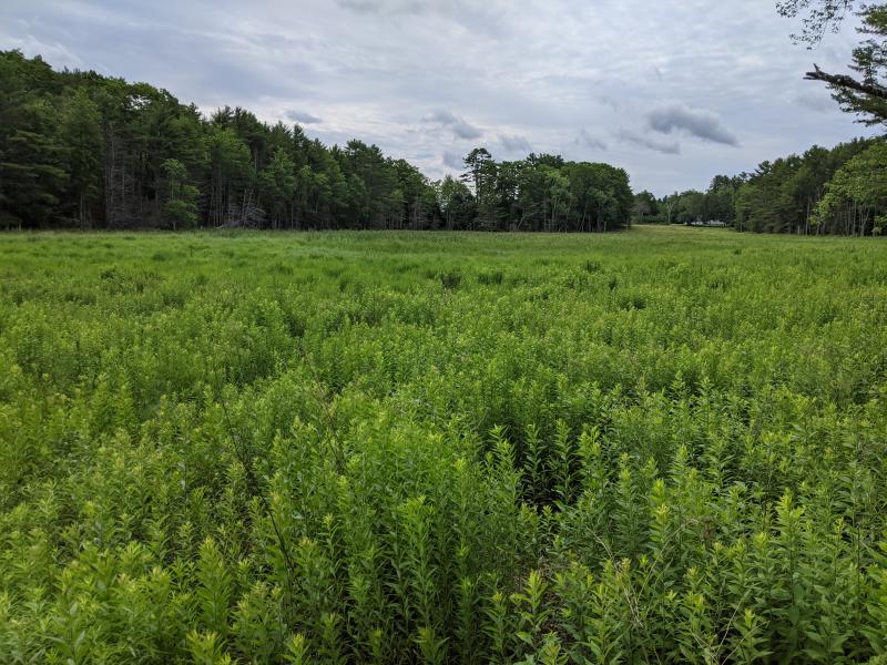 Aranyani protects about 8 acres of wetlands, storing carbon and providing flood control and habitat for wildlife. Courtesy of Midcoast Conservancy